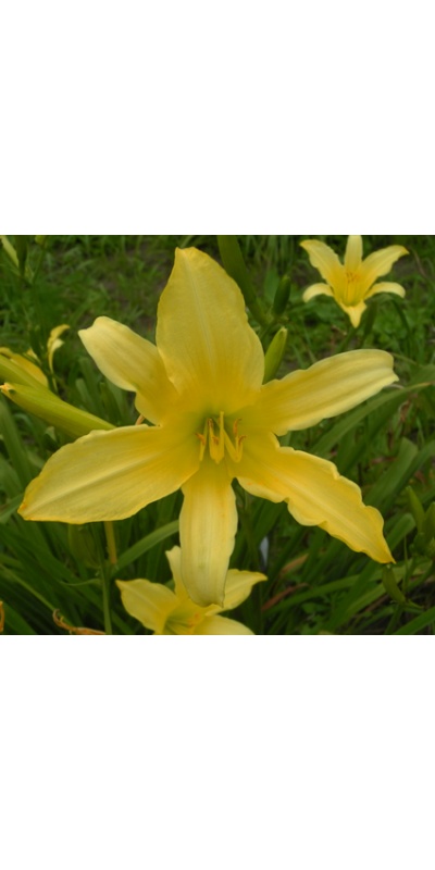 daylilies: SEPTEMBER WINNER