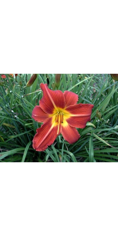 daylilies: DOUBLE BEAUTY type
