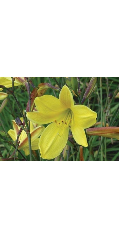 daylilies: CORKY