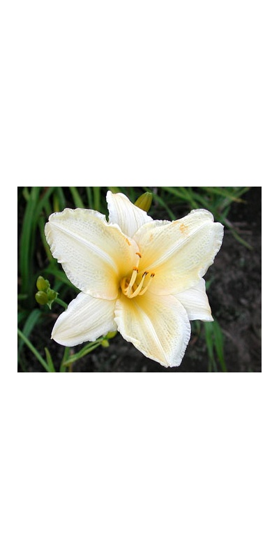 daylilies: CREAMY YELLOW (VT)