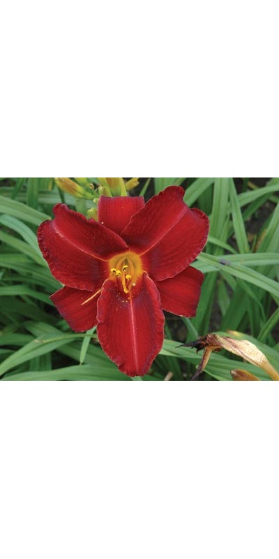 daylilies: OLALLIE FLAMENCO type (VT)
