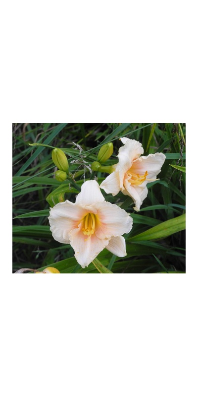 daylilies: SILOAM CLASSIC type