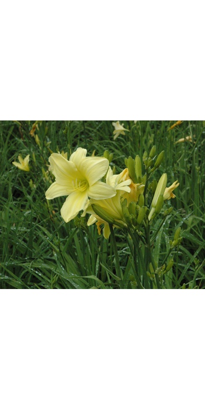daylilies: 12-05 (VT)