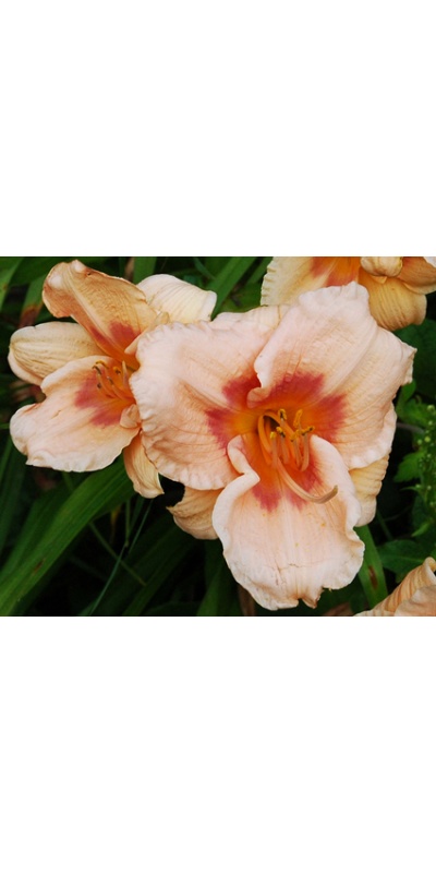 daylilies: + 2-05