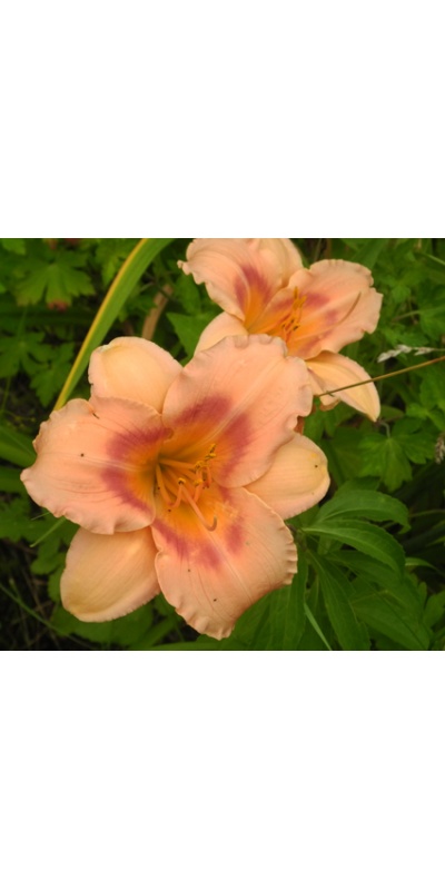 daylilies: OLALLIE MADELINE ANN (6-05)