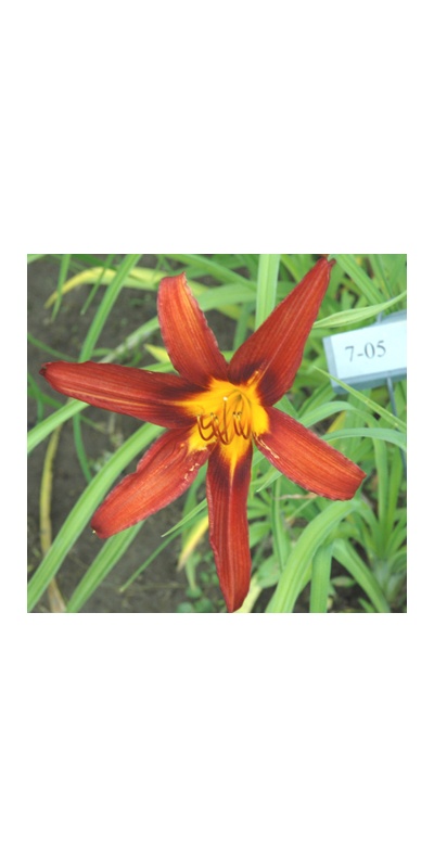 daylilies: 7-05