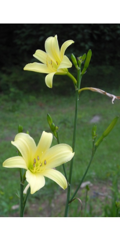 daylilies: H. citrina vespertina hybrids (VT)