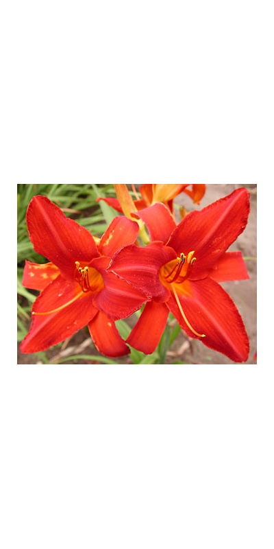daylilies: DAN'S EVER RED (VT)