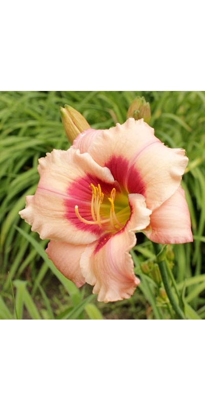 daylilies: OLALLIE MISS MARCIA (15-05) (VT)