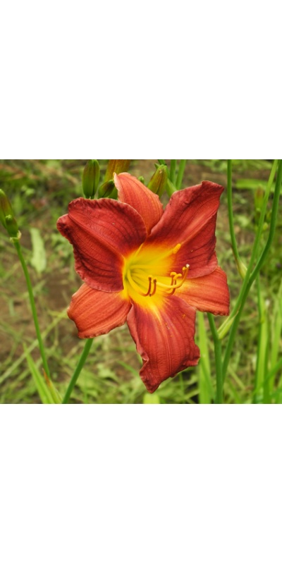 daylilies: 1-11