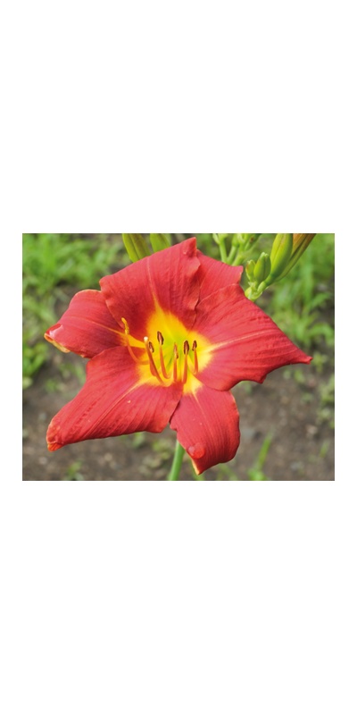 daylilies: 4-11