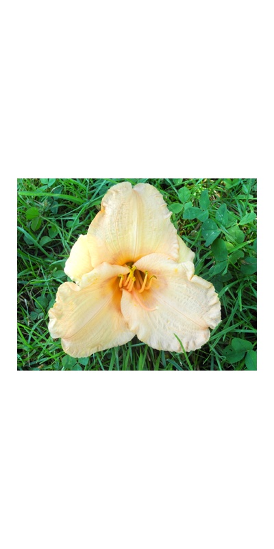 daylilies: 6-11