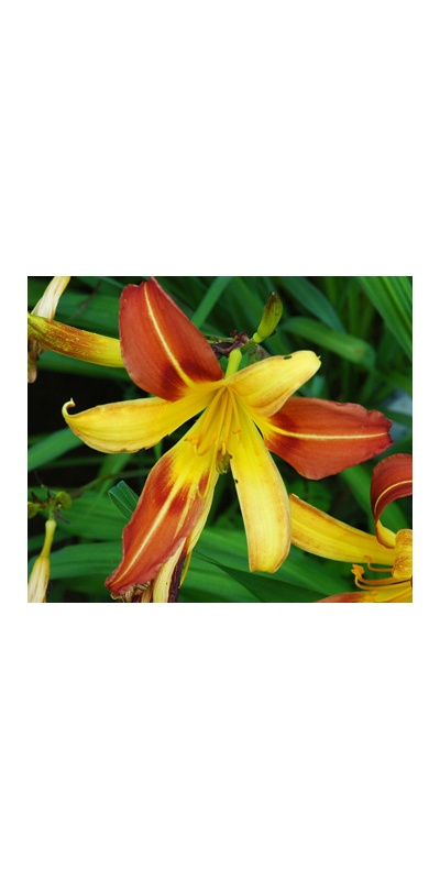 daylilies: 3-07 (VT)