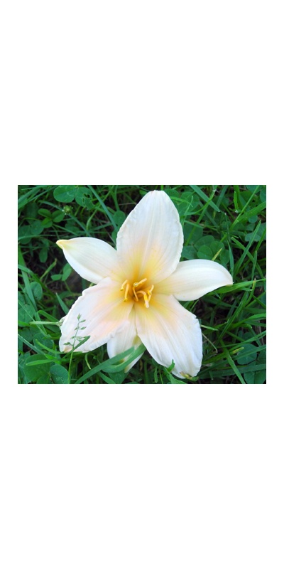 daylilies: 8-07 (VT)