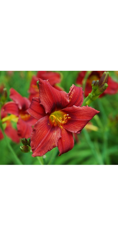 daylilies: OLALLIE RED FLARE (VT)