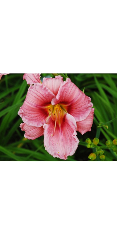 daylilies: OLALLIE BARBARA THOMPSON (VT)