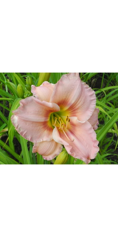 daylilies: Olallie Miss Whitney (24-07)