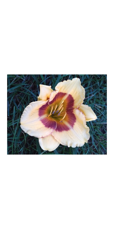 daylilies: 29-07