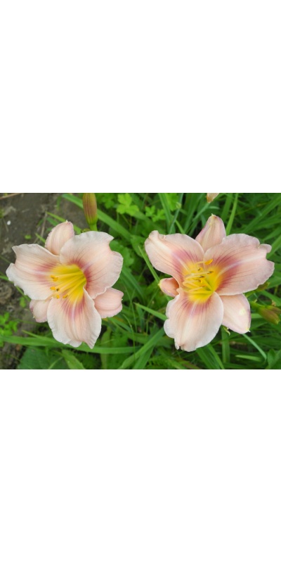 daylilies: 45-07