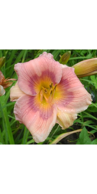 daylilies: 47-07