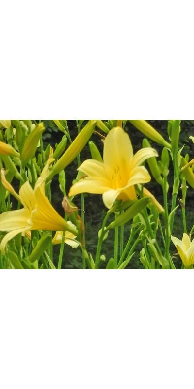 daylilies: 67-07