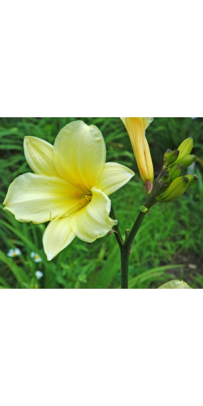 daylilies: 69-07