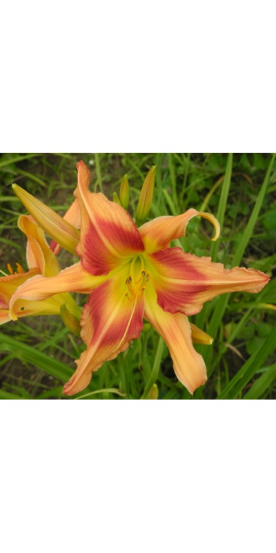 daylilies: PARADE OF PEACOCKS