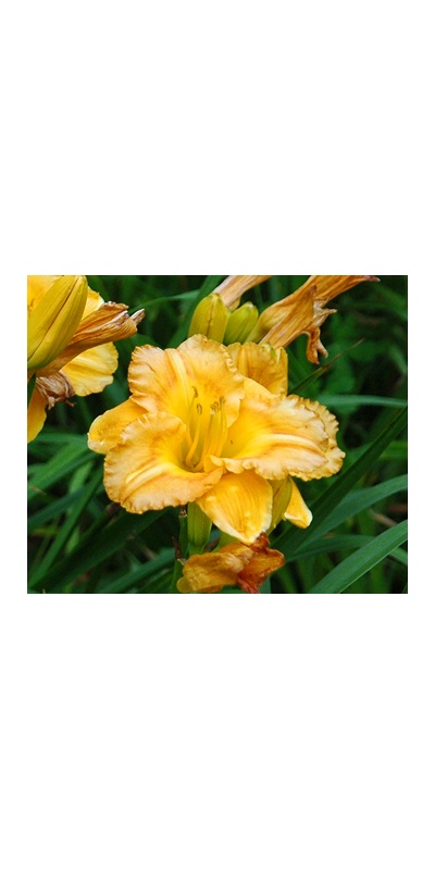 daylilies: OLALLIE ORANGEADE