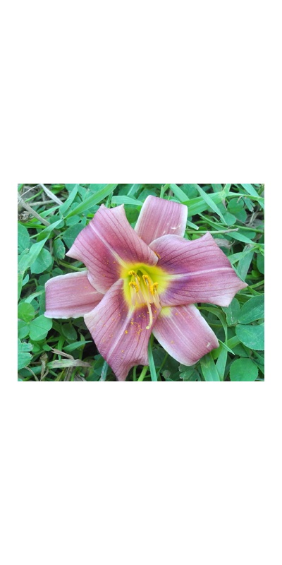 daylilies: 2-11