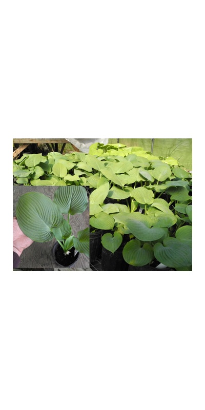 daylilies: Hosta Blue Seedlings