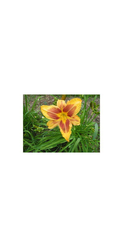 daylilies: 35-11
