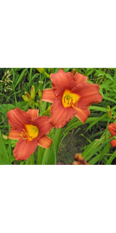 daylilies: 39-11