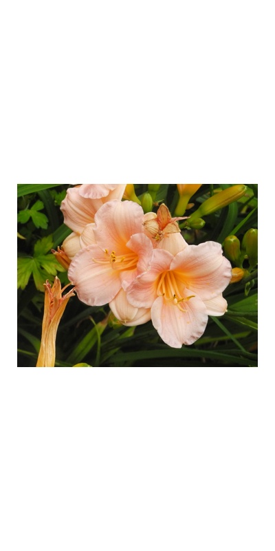 daylilies: OLALLIE MR BRIDGE