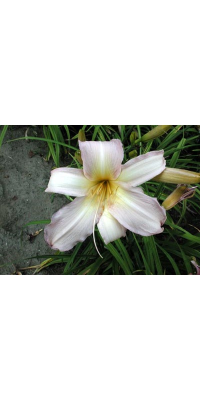 daylilies: DOUBLE EYEFUL