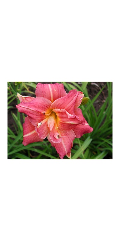 daylilies: DOUBLE HUG ME