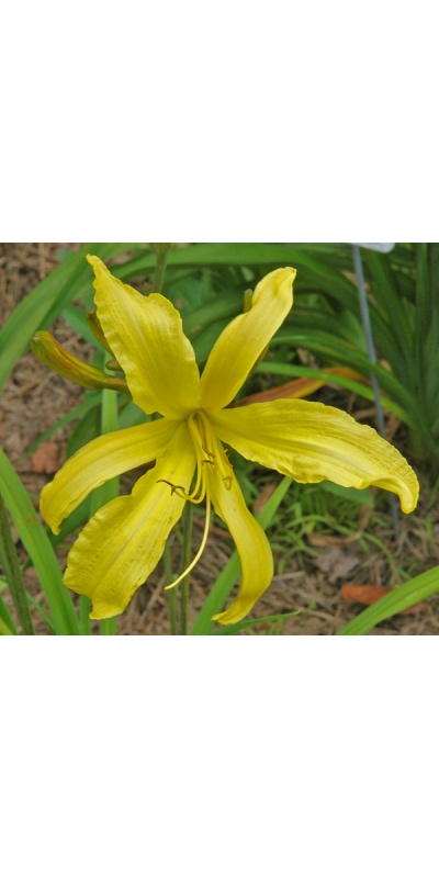 daylilies: YELLOW HORNET
