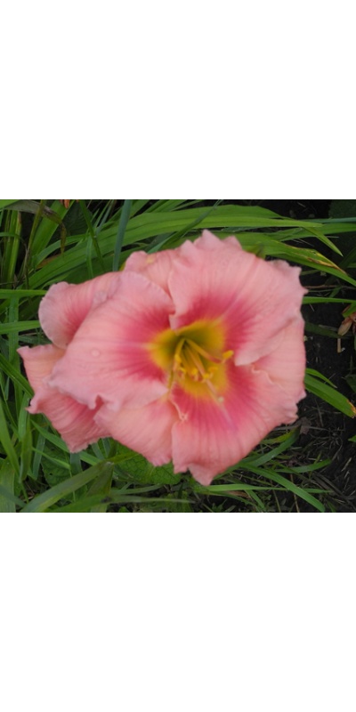daylilies: OLALLIE ALLURA (29-09)