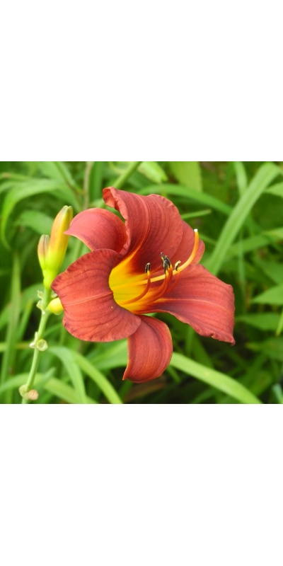 daylilies: OLALLIE DANI'S GINGER (32-09)
