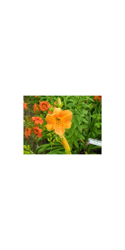 daylilies: 38-09