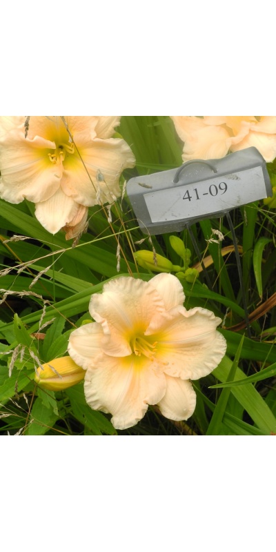daylilies: 41-09