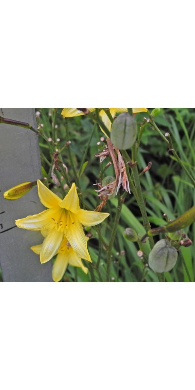 daylilies: 30-13