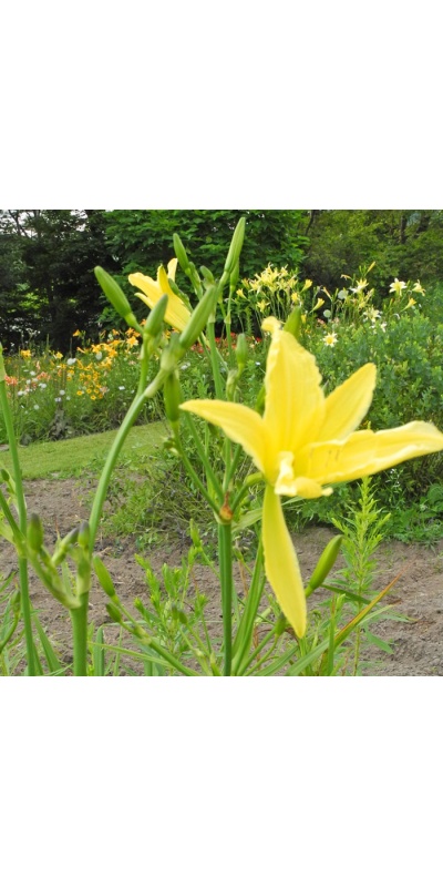 daylilies: 33-13