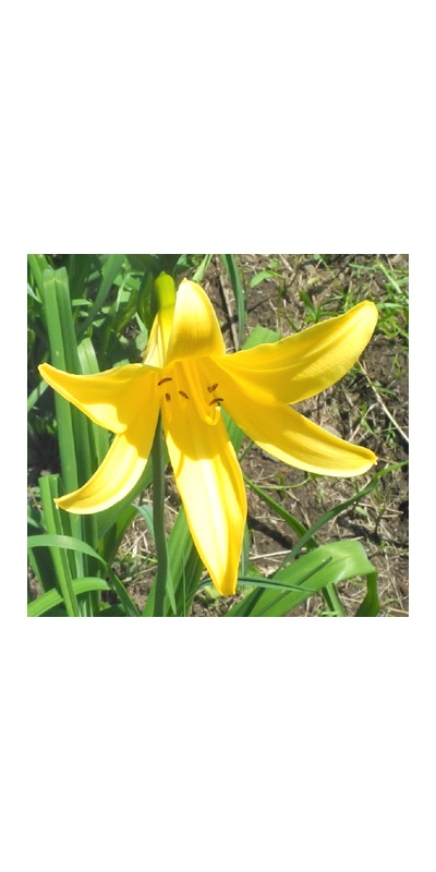 daylilies: 10-12