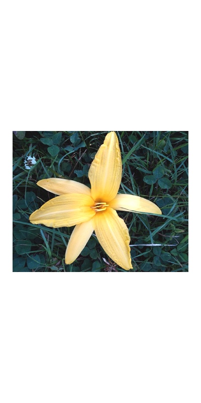 daylilies: OLALLIE ISSALEE (5-11)