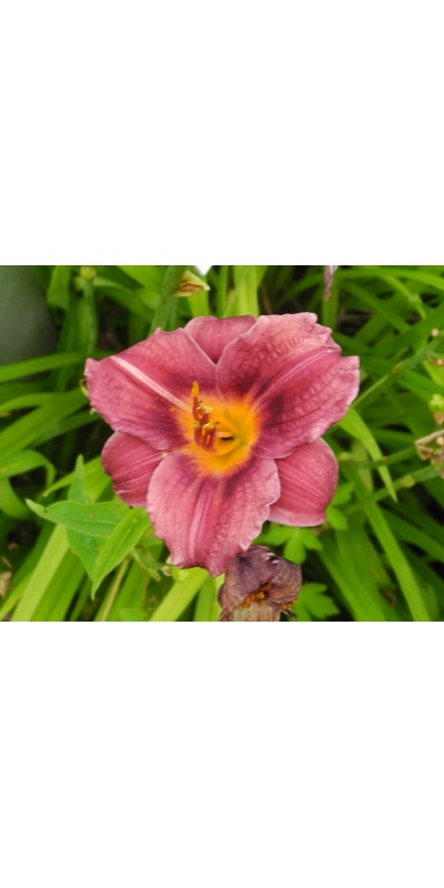 daylilies: 04-13