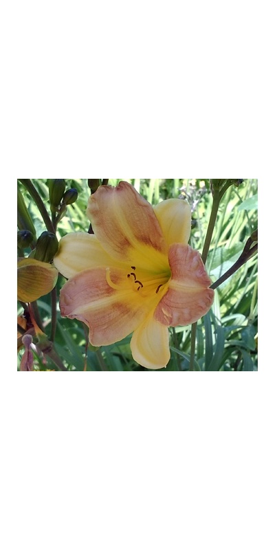 daylilies: 6-34-2014