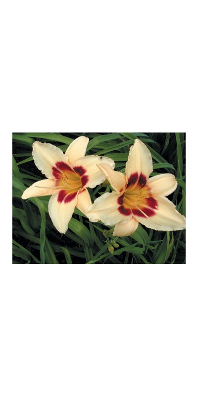daylilies: DUNE DARK EYES