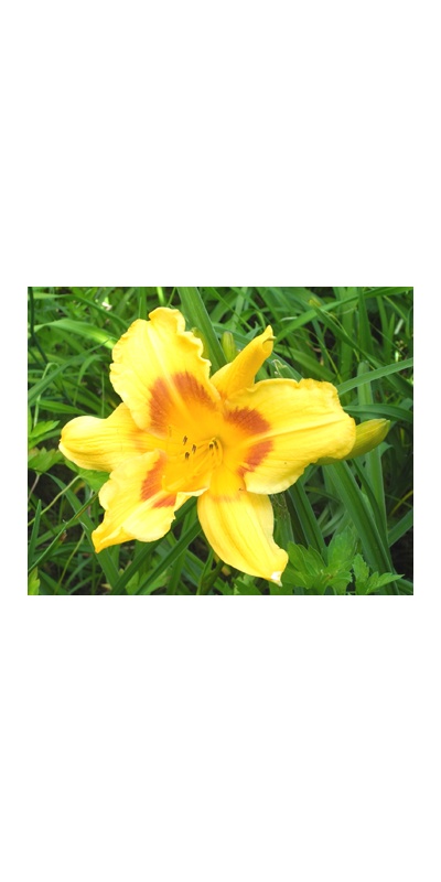 daylilies: 8-09