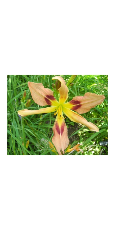 daylilies: 14-09