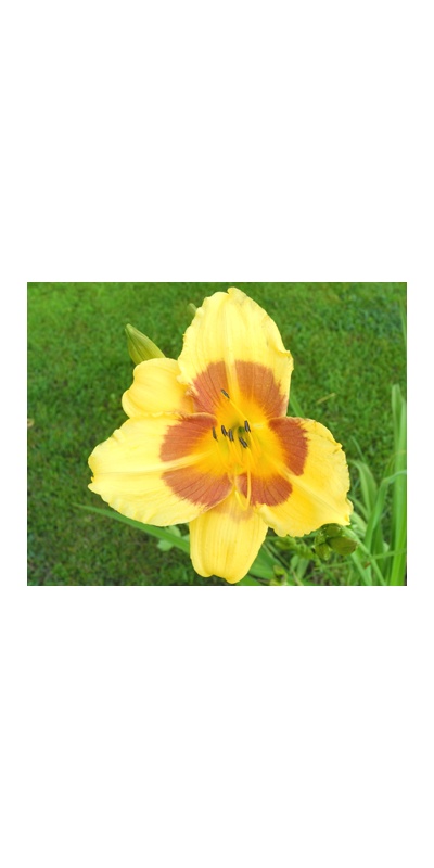 daylilies: 9-09